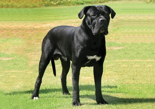 Cane Corso