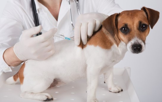 Aşılama, Köpeklerde Leptospiroz Hastalığı için en iyi önlemdir.