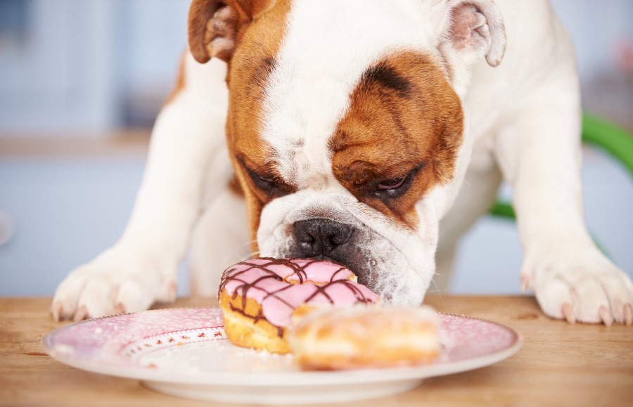 Köpeklere zararlı yiyecekler konusunda bilgili olup, onları korumalısınız.