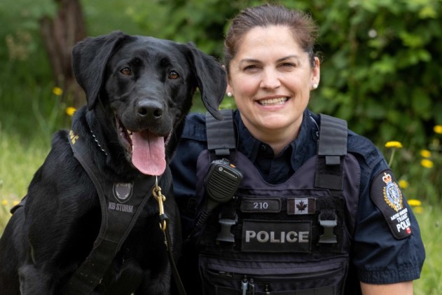 Polis köpeği siyah Labrador